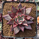 Echeveria Agavoides 'Electra' 3" Seed-grown Succulent Plant