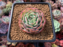 Echeveria 'Moon Harvest' 2" Succulent Plant