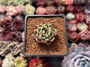 Echeveria Agavoides 'Black Cat' 1" Succulent Plant