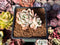 Echeveria 'Elsa' 1" Cluster Succulent Plant