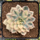 Echeveria 'Esther' Variegated 3" Succulent Plant