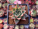 Echeveria Agavoides 'Red Pop' 2" Succulent Plant