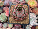 Echeveria Agavoides 'Pink Dragon' 2"-3" Succulent Plant