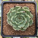 Echeveria 'Sarahime' 2" Succulent Plant