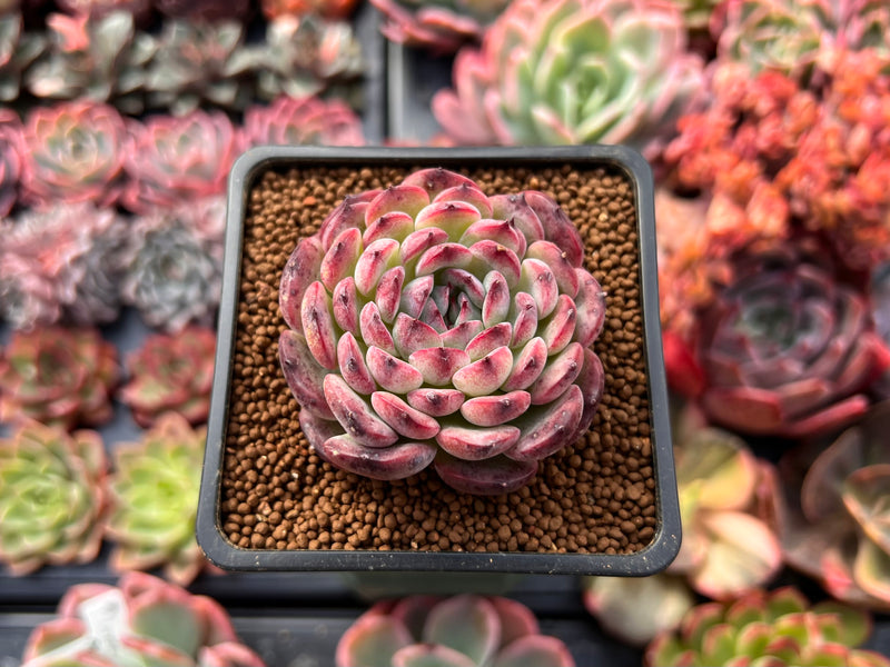 succulent in chinese Echeveria 'Marcel' 2" Succulent Plant