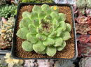 Echeveria Agavoides 'Amethyst' 3"-4" Succulent Plant