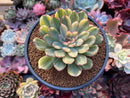 Echeveria 'Pulidonis' Variegated 4" Succulent Plant