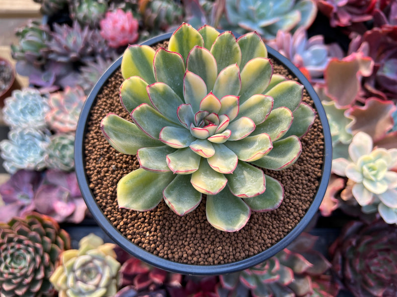 billionaire succulent Echeveria 'Pulidonis' Variegated 4