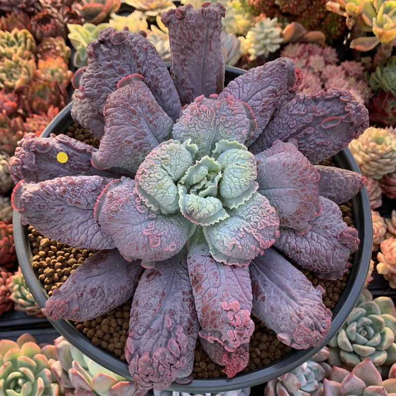 large succulent plants for sale Echeveria 'Linguas' 8" Extremely Large Succulent Plant – True Succulents Plant Co