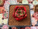 Echeveria Agavoides sp. 1" Succulent Plant
