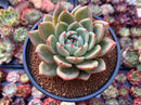 Echeveria 'White Champaign' 4" Succulent Plant