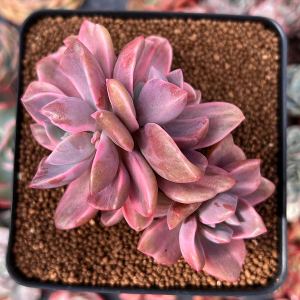 Graptoveria 'Mrs. Richards' Variegated 3" Succulent Plant