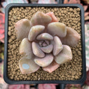 Pachyveria 'Pachyphytoides' Variegated 2" Succulent Plant