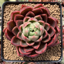 Echeveria Agavoides 'Red Witch' 3" Succulent Plant
