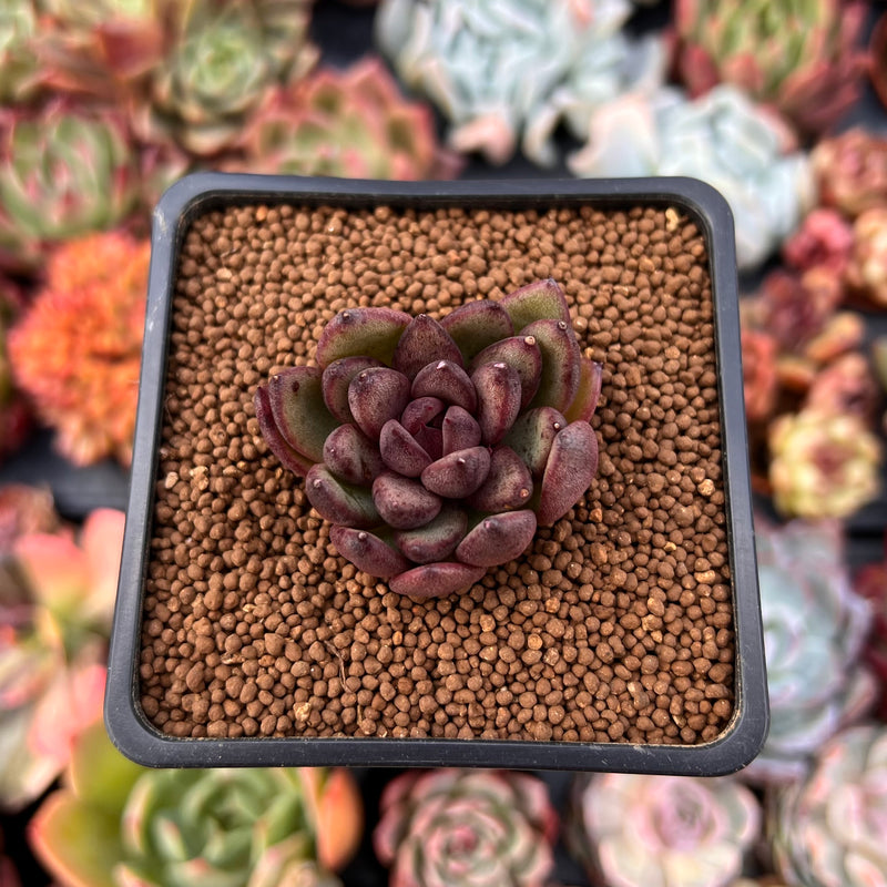 Echeveria Agavoides 'Chocolate Jelly' 1"-2"Succulent Plant