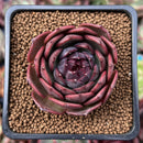 Echeveria 'Black Queen' Round-Leaf 2" Selected Clone Succulent Plant