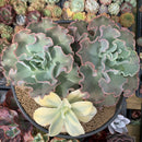Echeveria 'Japan Moon River' Variegated 8"-10" Very Large Cluster Succulent Plant