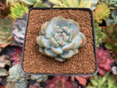 Echeveria 'Orange Monroe' 2" Succulent Plant