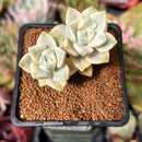 Graptoveria 'Titubans' Variegated 2” Succulent Plant