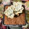 Graptoveria 'Titubans' Variegated 2” Succulent Plant