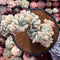 Echeveria 'Pulvinata 'Frosty' Crested 3" Succulent Plant