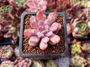 Echeveria 'Devolution' 1" New Hybrid Succulent Plant