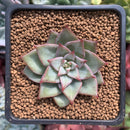 Echeveria 'Red Dragon' New Hybrid 1" Succulent Plant