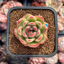 Echeveria Agavoides 'Mont Blanc' 1" Succulent Plant