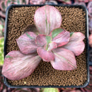 Echeveria 'Suyon Frill' Variegated 2" Succulent Plant