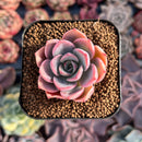Echeveria 'Tinkerbell' 1" Succulent Plant