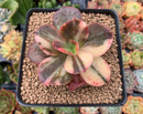 Echeveria 'Primadonna' Variegated 3" Succulent Plant
