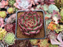 Echeveria Agavoides 'Fire Pillar' 2" Succulent Plant
