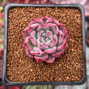 Echeveria 'Black Swan' 1" Succulent Plant