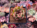 Echeveria Agavoides sp. 2" Succulent Plant