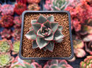 Echeveria 'Monocerotis' Lightly Variegated 2" Succulent Plant