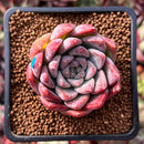 Echeveria 'Fresco' 2" New Hybrid Succulent Plant