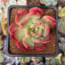Echeveria 'Glam Pink' 2" Succulent Plant