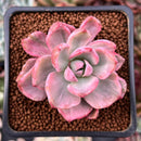 Graptoveria 'Mrs. Richards' Variegated 1" Succulent Plant
