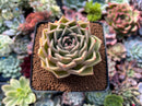 Echeveria Agavoides sp. 2"-3" Succulent Plant