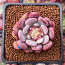 Echeveria 'Juliana Pink' 1"-2" New Hybrid Succulent Plant