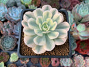 Echeveria Runyonii Variegated (Aka Echeveria 'Akaihosi' Variegated) 2" Succulent Plant