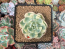 Echeveria 'Compton Carousel' 2"-3" Succulent Plant