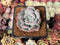 Echeveria 'Milk Rose' 2" Succulent Plant