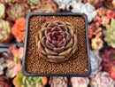 Echeveria 'La Rose' 1" Succulent Plant