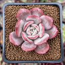 Echeveria 'Soulmint' 2" Succulent Plant