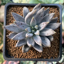 Echeveria 'Unguiculata' 2" Succulent Plant