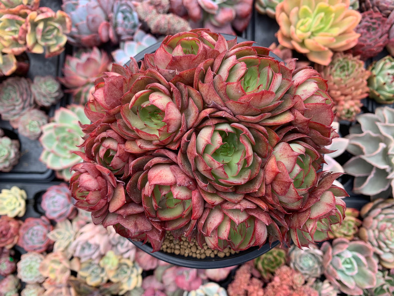 succulent eugenin Echeveria 'Yangjin' Cluster 5" Succulent Plant – True Succulents Plant Co