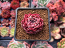 Echeveria 'Shakira' 1" Succulent Plant