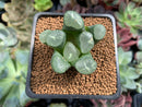 Haworthia Maughanii sp. 1" Succulent Plant