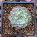 Echeveria 'Sarahime' Hybrid 1" Succulent Plant